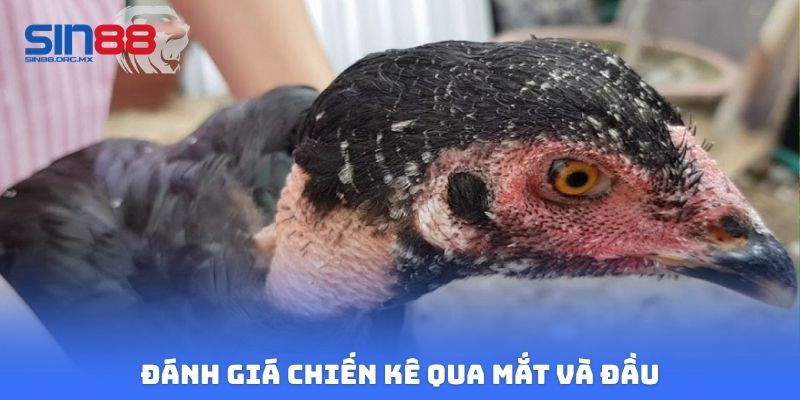 Đánh giá chiến kê qua mắt và đầu