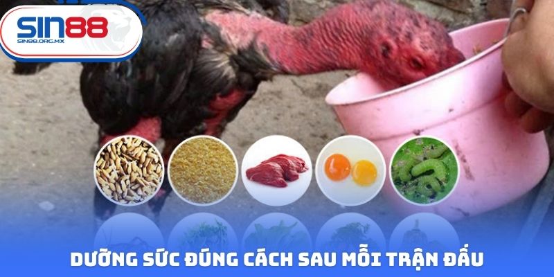 Dưỡng sức đúng cách sau mỗi trận đấu
