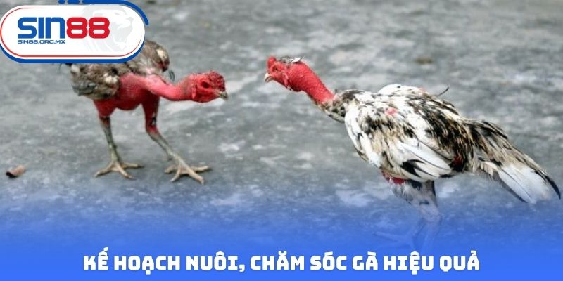 Kế hoạch nuôi, chăm sóc gà hiệu quả