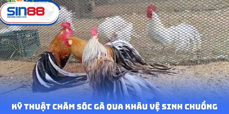 Kỹ thuật chăm sóc gà qua khâu vệ sinh chuồng