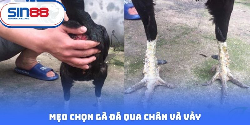 Mẹo chọn gà đá qua chân và vảy