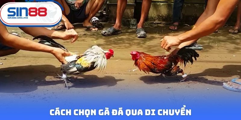 Cách chọn gà đá qua di chuyển