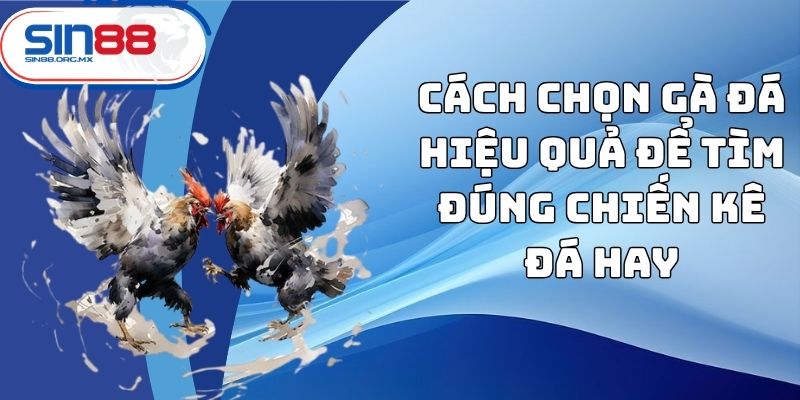 Cách chọn gà đá