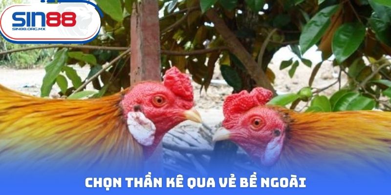 Chọn thần kê qua vẻ bề ngoài