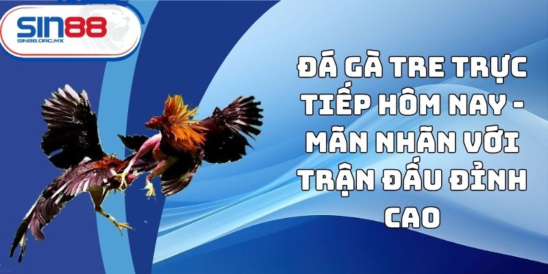 Đá gà tre