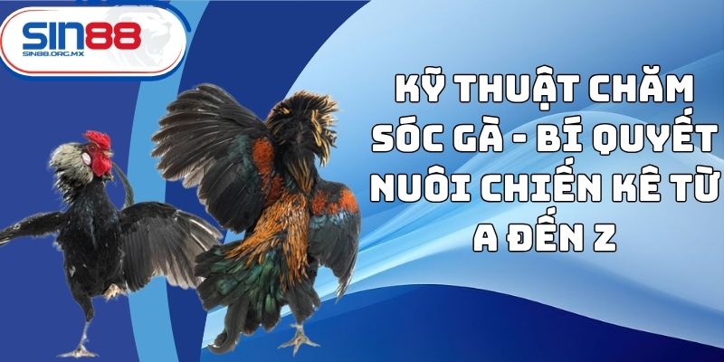 kỹ thuật chăm sóc gà