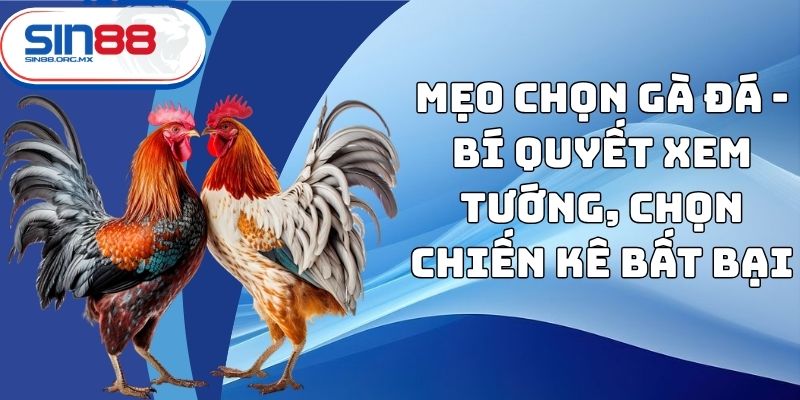 Mẹo chọn gà đá