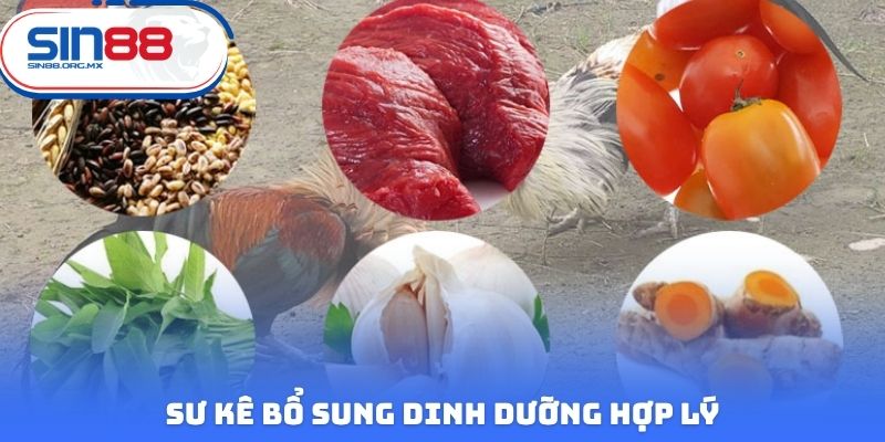 Sư kê bổ sung dinh dưỡng hợp lý