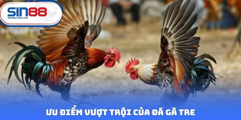 Ưu điểm vượt trội của đá gà tre